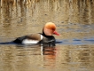 Oiseaux Nette rousse