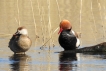 Oiseaux Nette rousse