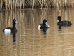Oiseaux Fuligule morillon