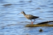 Oiseaux Chevalier arlequin