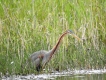Oiseaux Héron pourpré (Ardea purpurea)