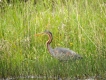Oiseaux Héron pourpré (Ardea purpurea)