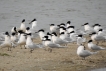 Oiseaux Sterne Caugek