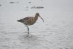 Oiseaux courlis cendré