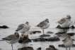 Oiseaux