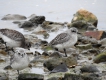 Oiseaux pluvier argenté
