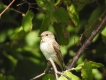 Oiseaux Gobemouche gris (Muscicapa striata)