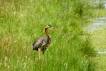 Oiseaux Héron pourpré (Ardea purpurea)