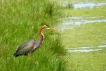 Oiseaux Héron pourpré (Ardea purpurea)
