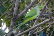 Oiseaux Perruche a collier