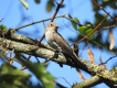Oiseaux gobe mouche gris