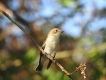 Oiseaux gobe mouche noir