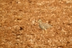 Oiseaux Oedicnème criard (Burhinus oedicnemus)