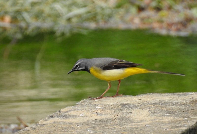Photo Oiseaux Bergeronnette des ruisseaux (Motacilla cinerea)