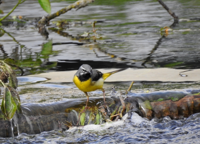 Photo Oiseaux Bergeronnette des ruisseaux (Motacilla cinerea)