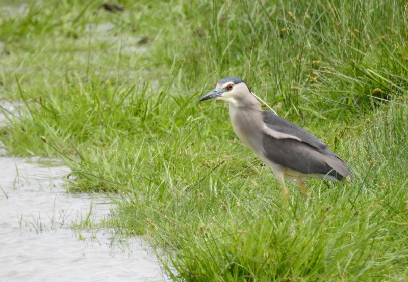 Photo Oiseaux Héron bihoreau gris (Nycticorax nycticorax)