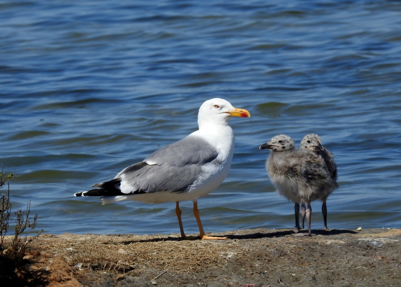 Photo Oiseaux goéland argenté avec ses poussins