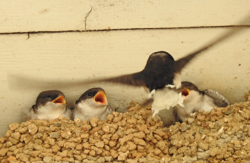 Photo Oiseaux hirondelle de fenêtre