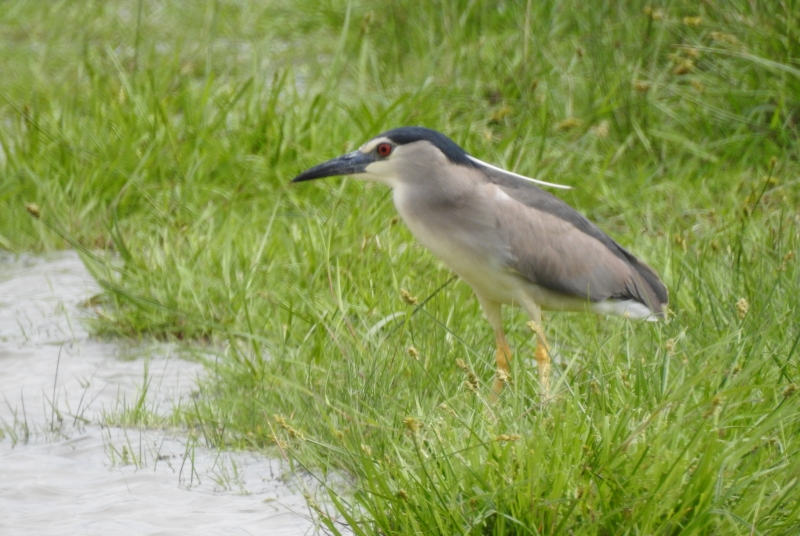 Photo Oiseaux Héron bihoreau gris (Nycticorax nycticorax)