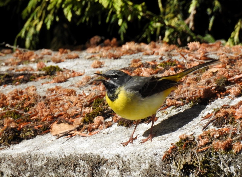 Photo Oiseaux Bergeronnette des ruisseaux (Motacilla cinerea)