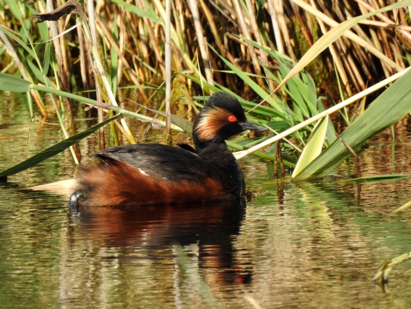 Photo Oiseaux Grèbe à cou noir (Podiceps nigricollis)