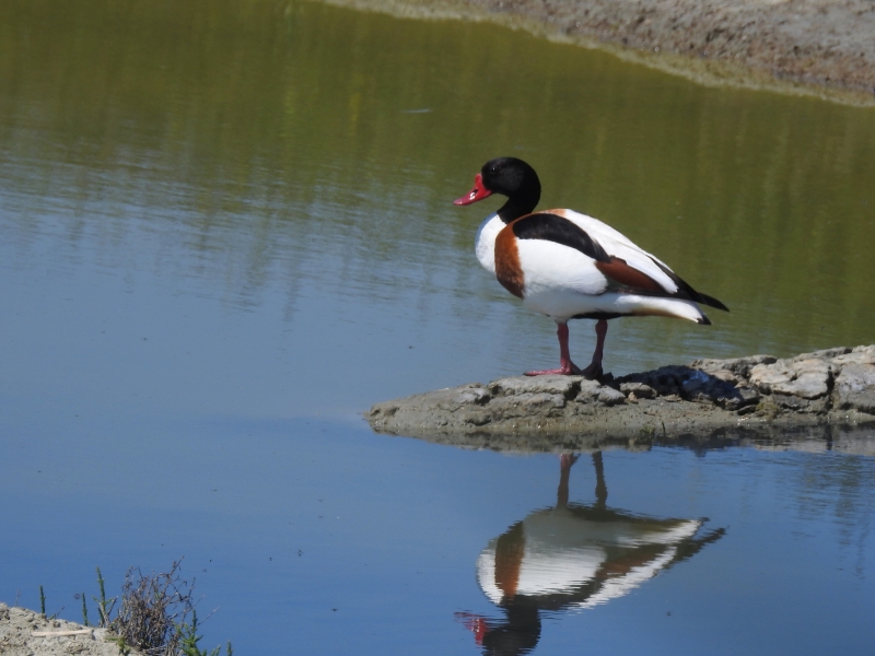 Photo Oiseaux Tadorne de belon