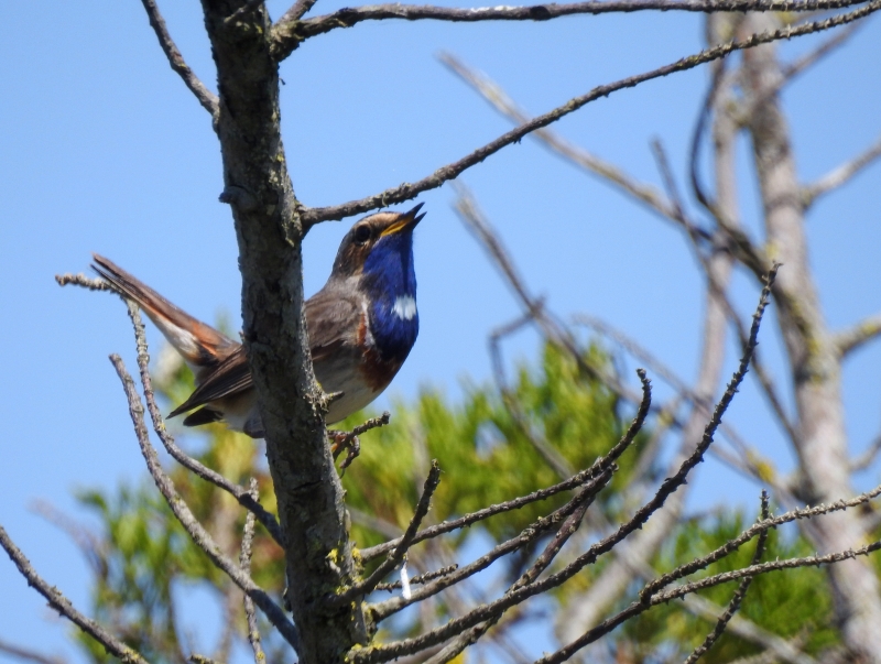 Photo Oiseaux Gorge bleue