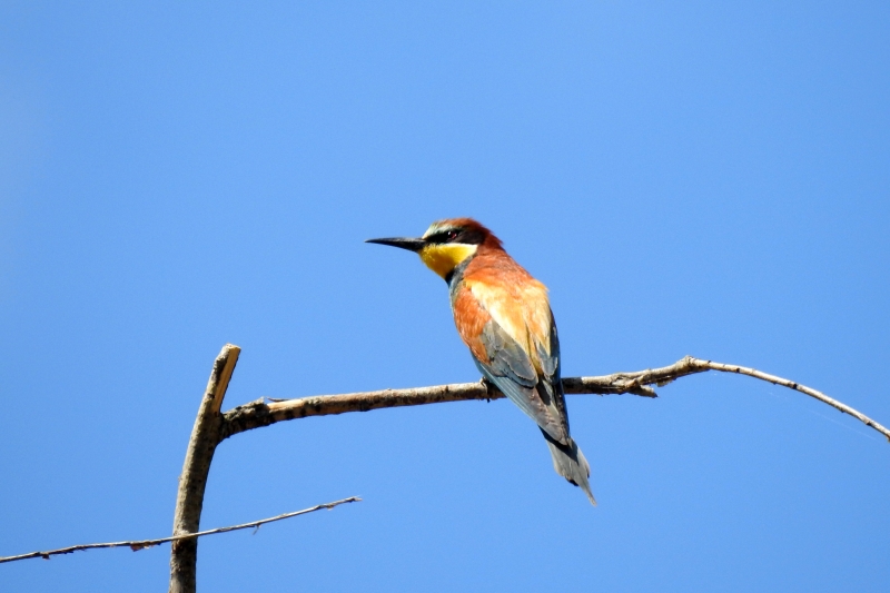 Photo Oiseaux guepier d'europe