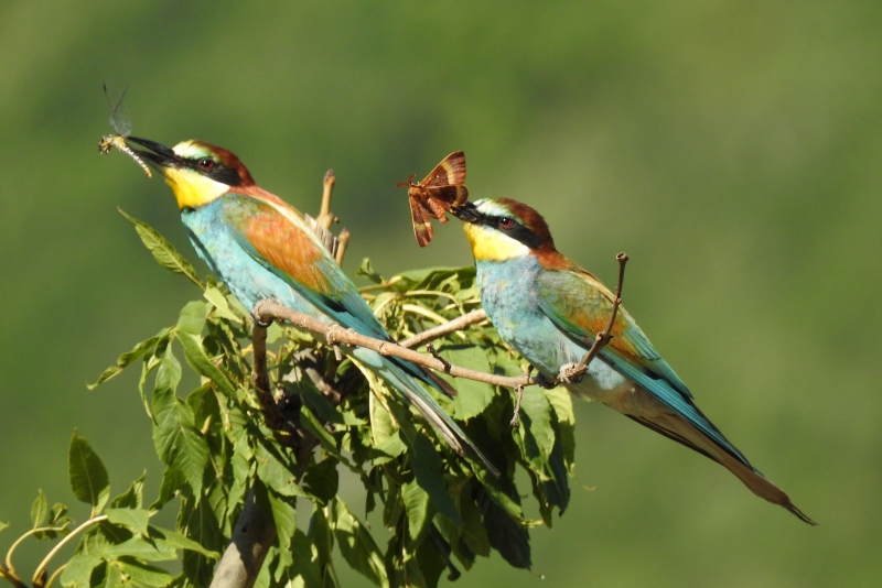 Photo Oiseaux guepier d'europe