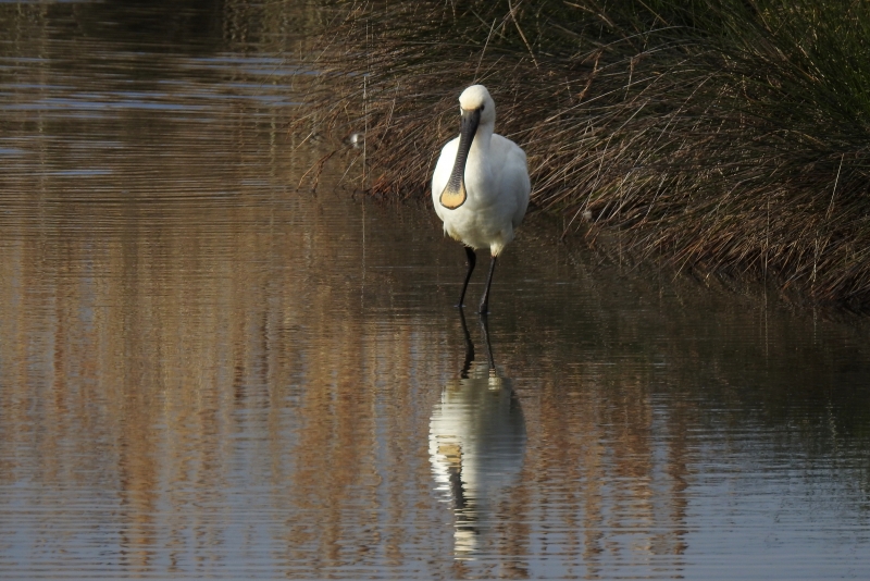 Photo Oiseaux spatule blanche