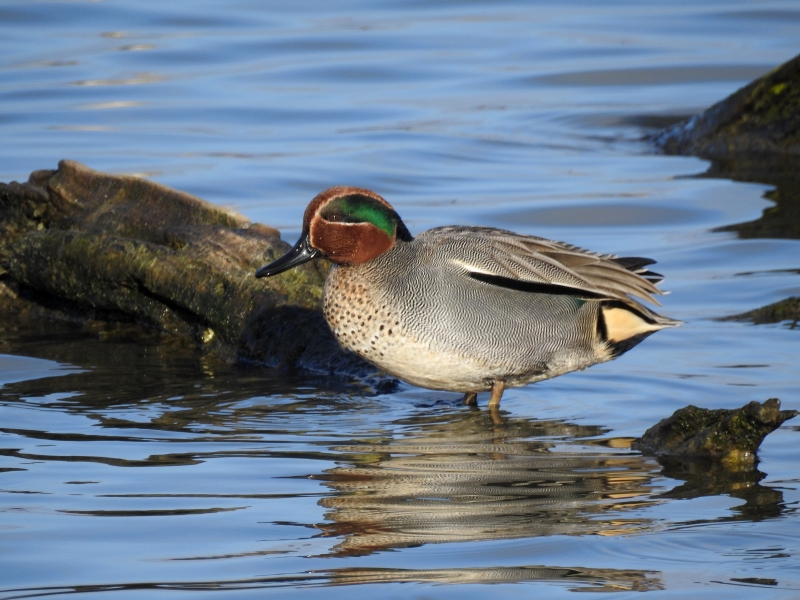 Photo Oiseaux Sarcelle d''hiver mâle