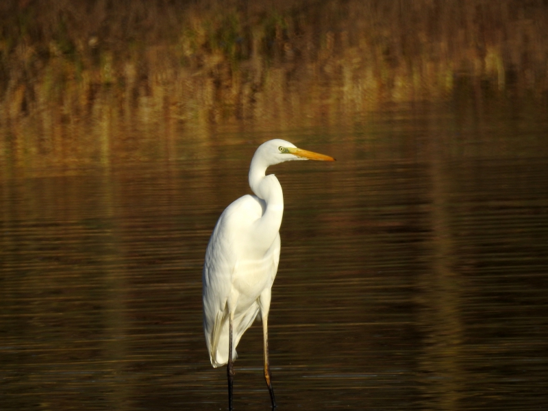 DSCN0271.JPG Grande aigrette