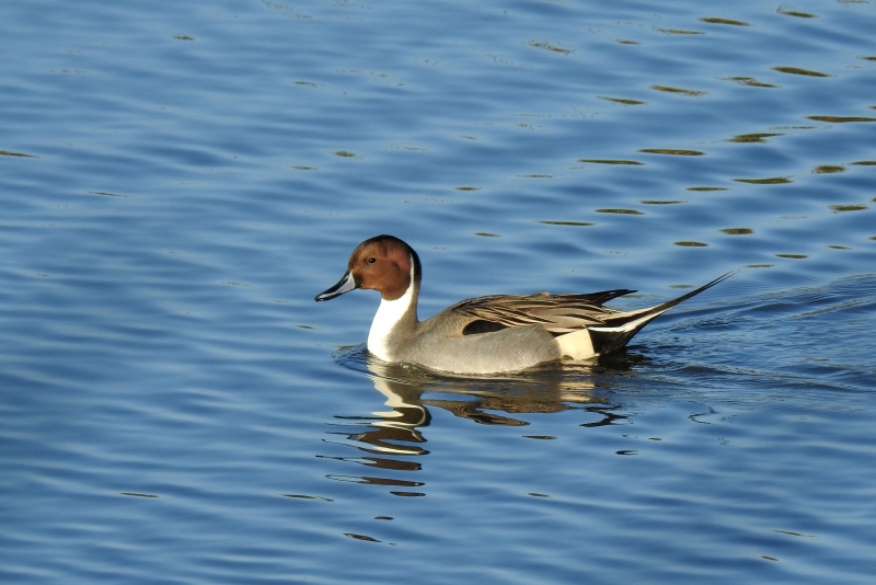 Photo Oiseaux Canard pilet
