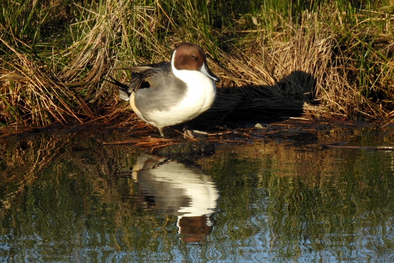 Photo Oiseaux Canard pilet