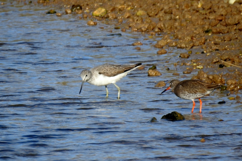 Photo Oiseaux chevalier aboyeur / chevalier gambette