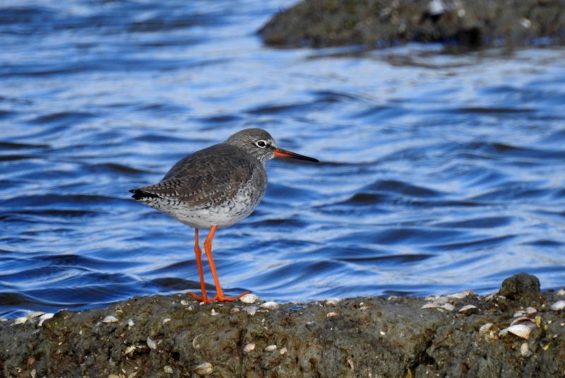 Photo Oiseaux Chevalier gambette (Tringa totanus)