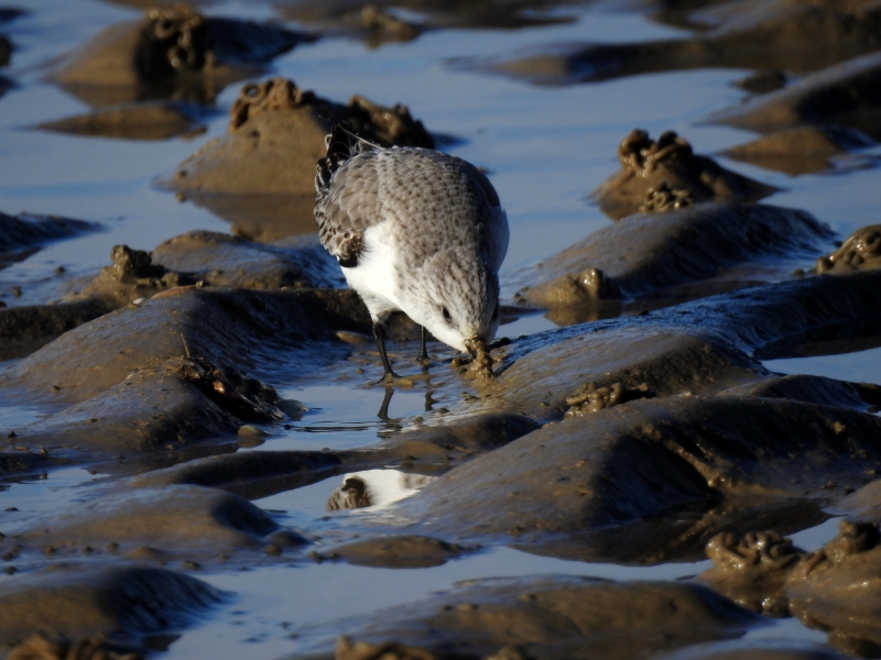 Photo Oiseaux Bécasseau sanderling (Calidris alba)