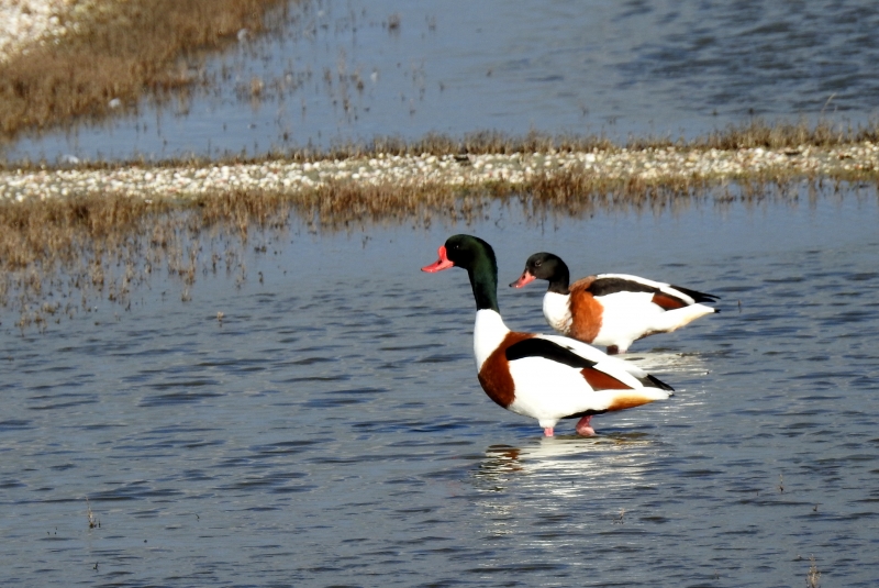 Photo Oiseaux Tadorne de Belon (Tadorna tadorna)