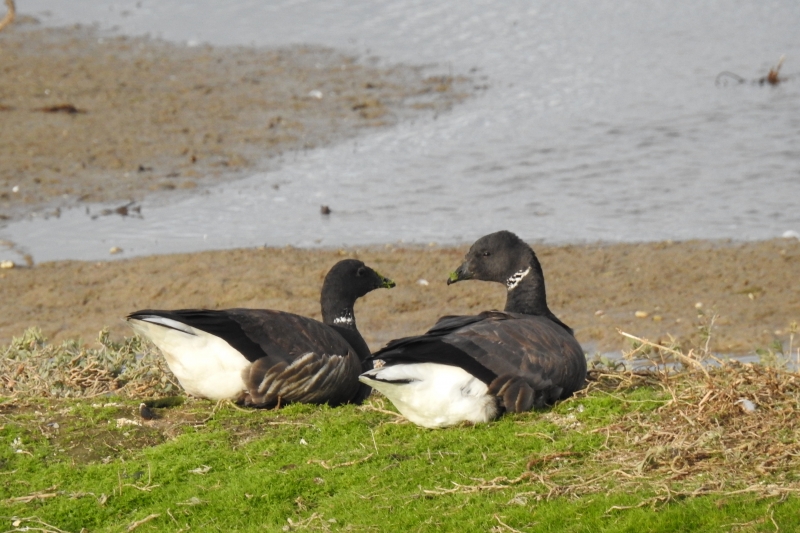 Photo Oiseaux Bernache cravant