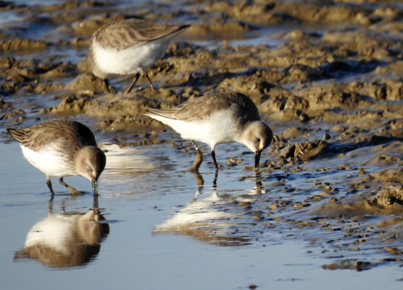 Photo Oiseaux Bécasseau variable (Calidris alpina)