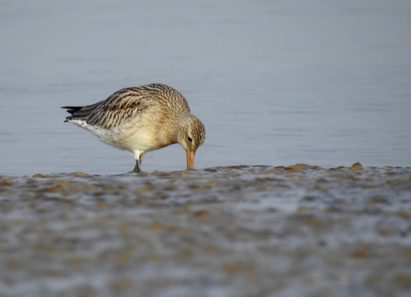 Photo Oiseaux barge rousse