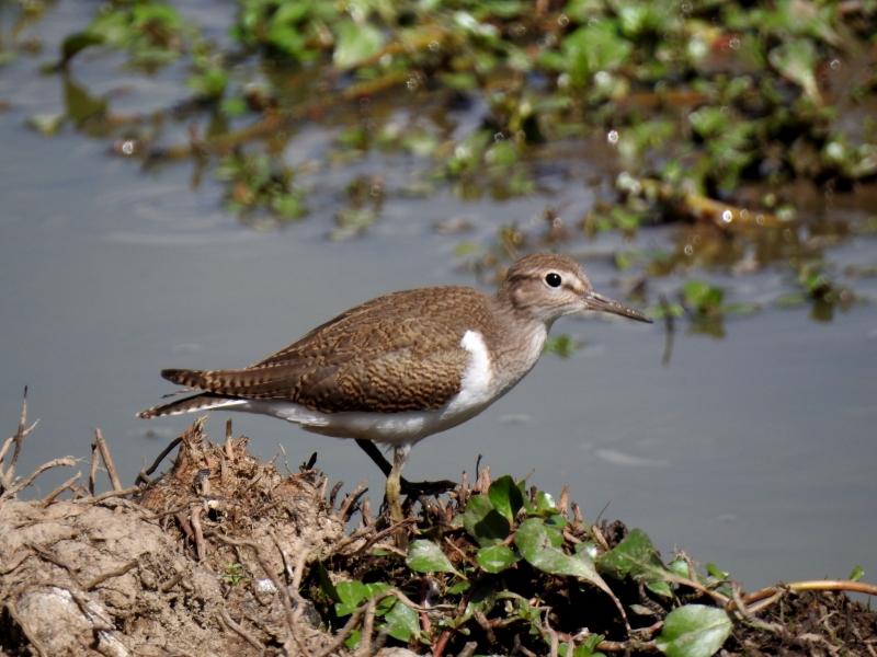 Photo Oiseaux Chevalier Guignette