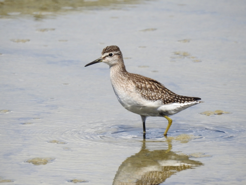 Photo Oiseaux Chevalier sylvain