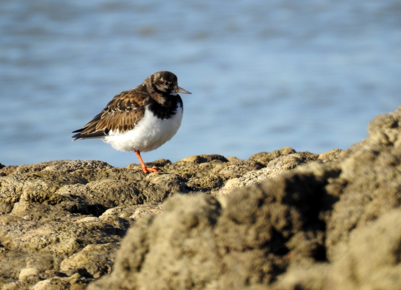 Photo Oiseaux Tournepierre à collier