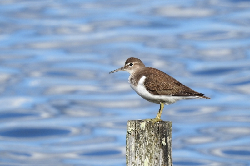 Photo Oiseaux Chevalier Guignette