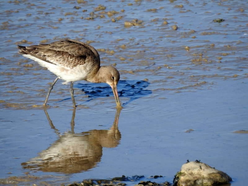 Photo Oiseaux barge rousse