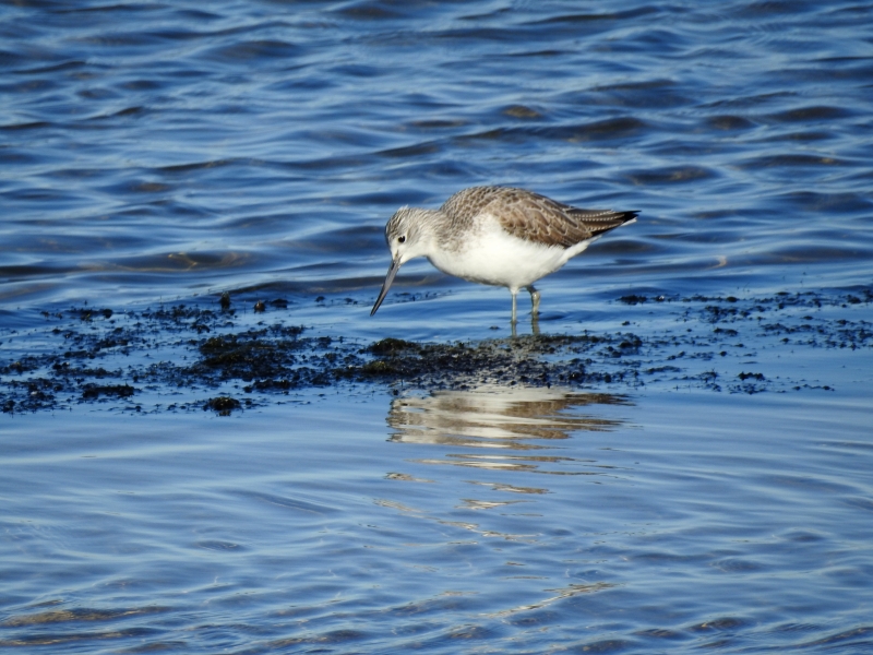 Photo Oiseaux Chevalier aboyeur