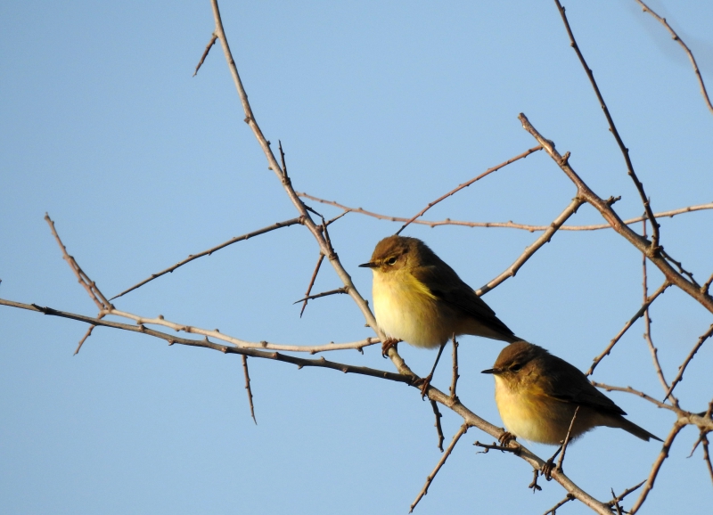 Photo Oiseaux Pouillot véloce (Phylloscopus collybita)