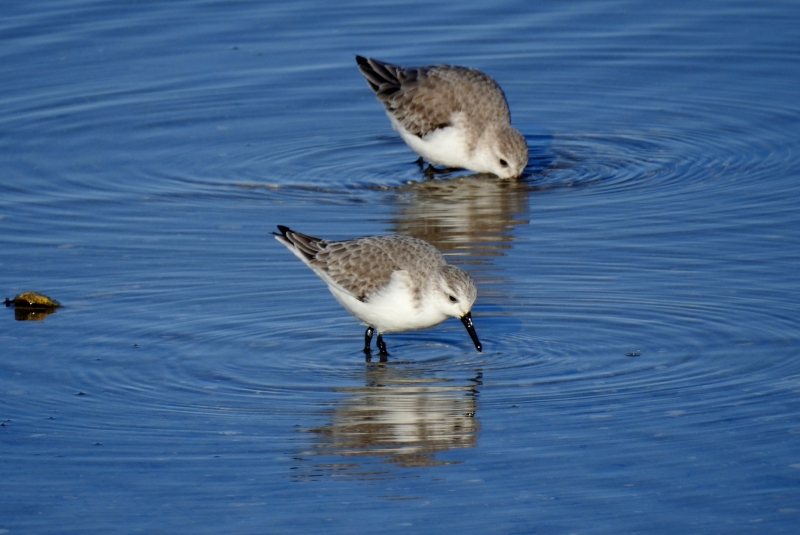 Photo Oiseaux Bécasseau sanderling (Calidris alba)