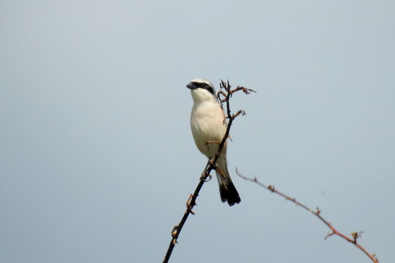 Photo Oiseaux pie grièche écorcheur